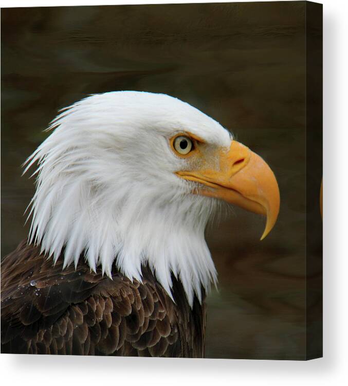Bald Eagle Canvas Print featuring the photograph American Bald Eagle by Bob and Jan Shriner