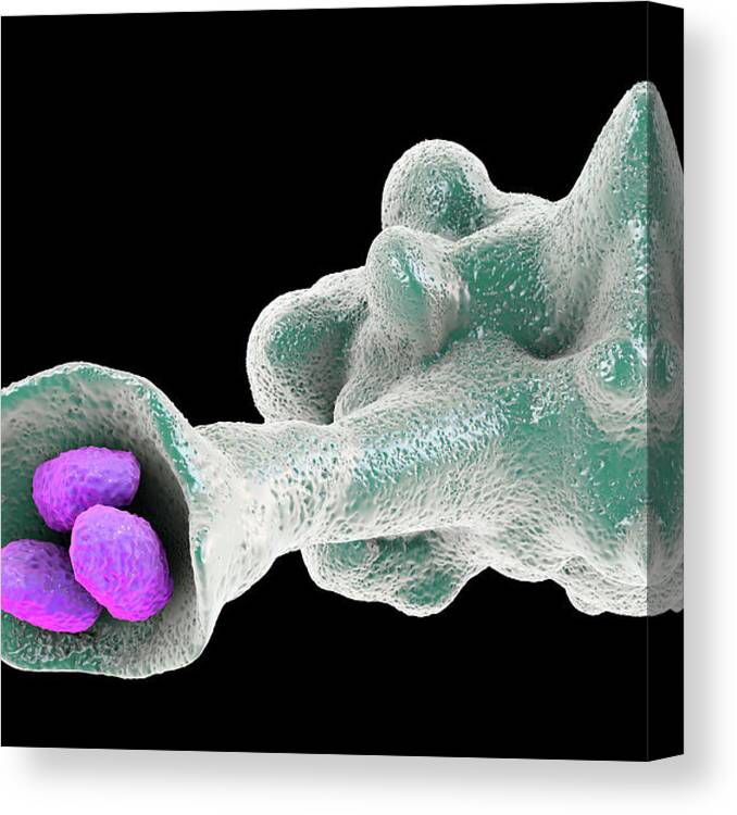 Ameba Canvas Print featuring the photograph Amoeba Protozoan Engulfing Bacteria by Kateryna Kon/science Photo Library