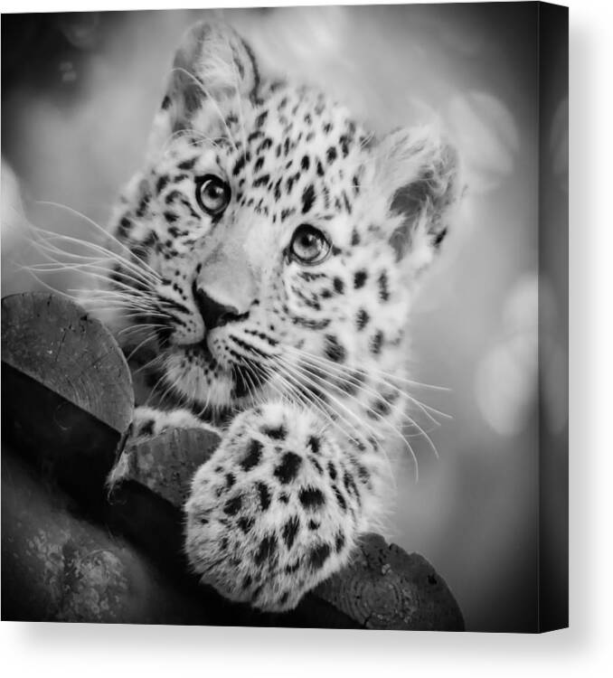 Amur Canvas Print featuring the photograph Amur Leopard Cub Portrait by Chris Boulton