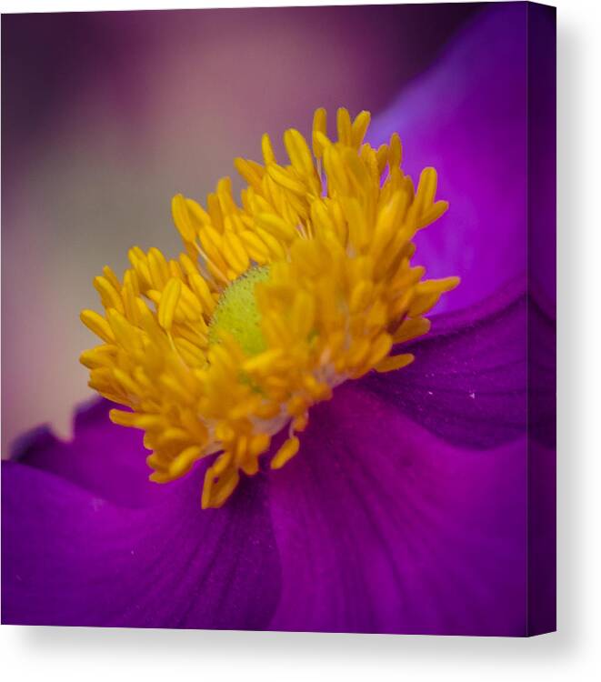 Anemone Canvas Print featuring the photograph Anemone by Cathy Donohoue