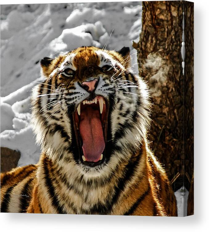 Tiger Canvas Print featuring the photograph Angry Tiger by Ernest Echols