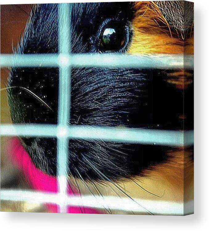 Petstagram Canvas Print featuring the photograph Guinea Pig by Jason Roust