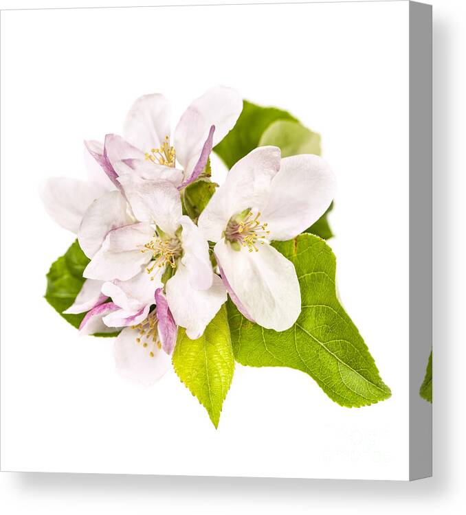 Apple Blossoms Canvas Print featuring the photograph Apple blossom by Elena Elisseeva