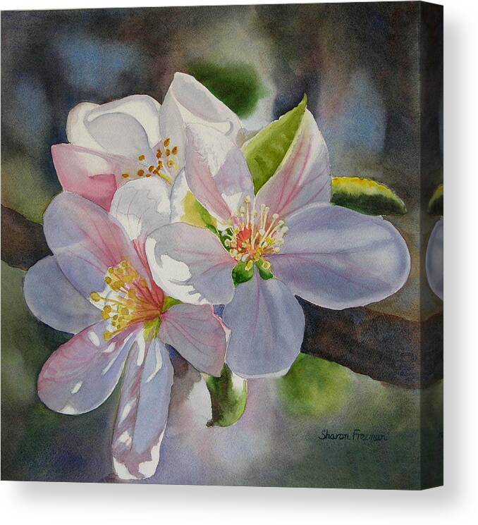 Apple Blossoms In Sunlight Canvas Print Canvas Art By Sharon Freeman