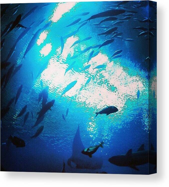 Latergram Canvas Print featuring the photograph Aquarium by Tiffany Dyer