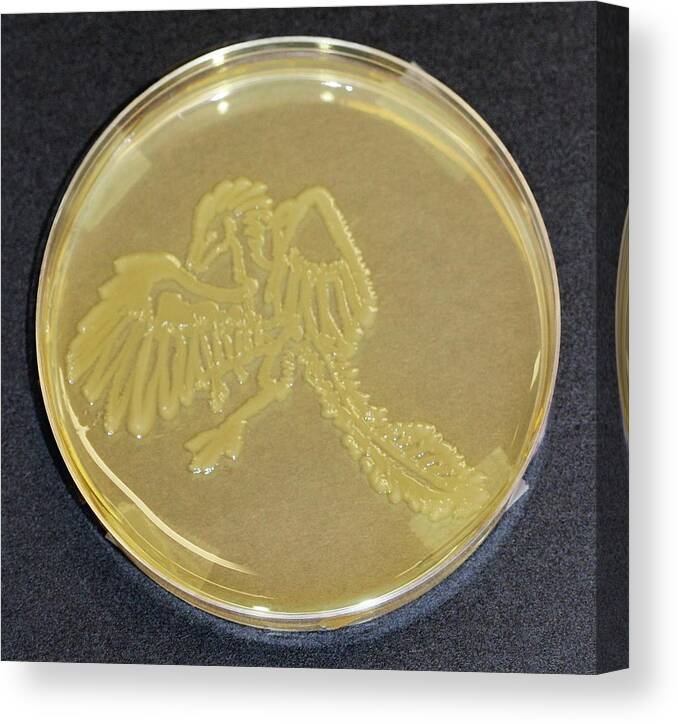 Escherichia Coli Canvas Print featuring the photograph Archaeopteryx by Gregory Lab/microbialart.com/science Photo Library