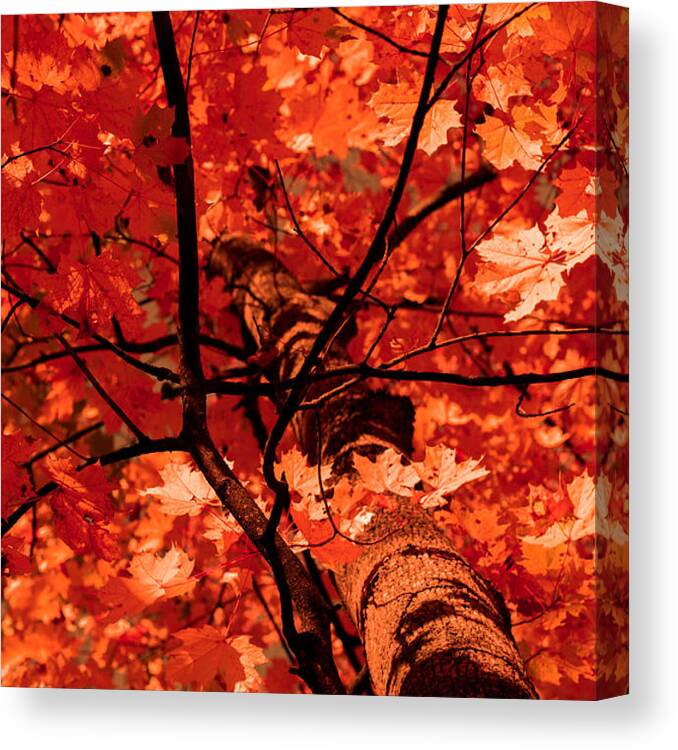 Autumn Canvas Print featuring the photograph Autumn by Illusorium Illustration