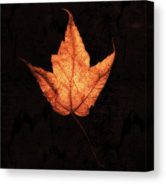 Leaf Canvas Print featuring the photograph Autumn Leaf on Black by Patricia Januszkiewicz