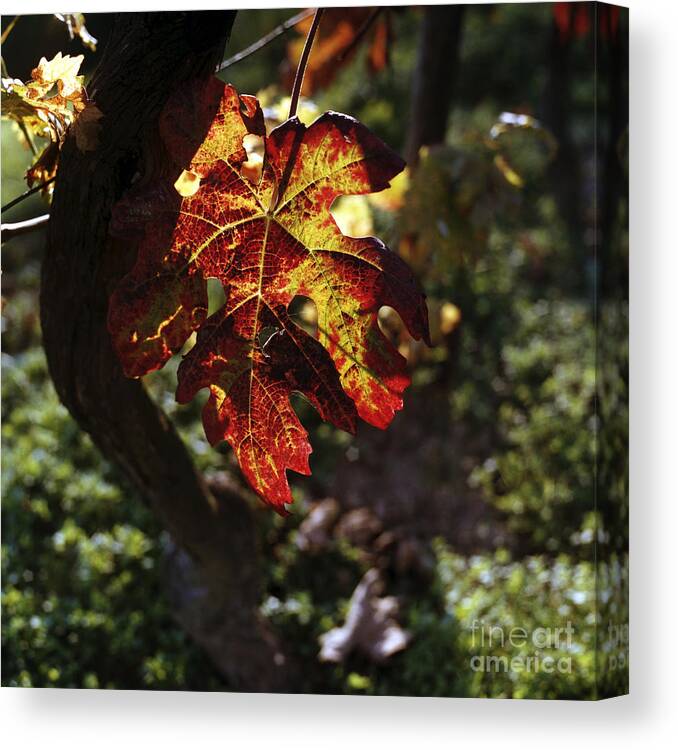 Leaf Canvas Print featuring the photograph Autumnal Grapevine by Riccardo Mottola
