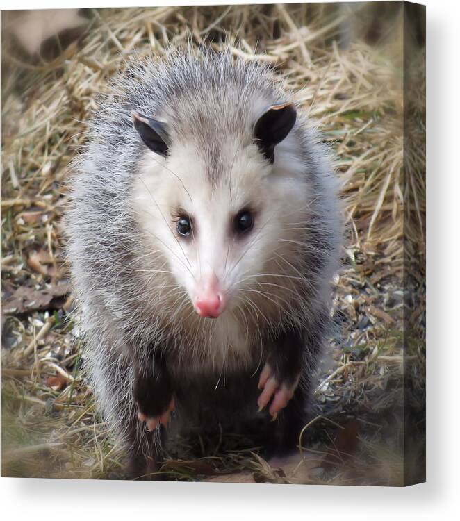 Possum Canvas Print featuring the photograph Awesome Possum by MTBobbins Photography