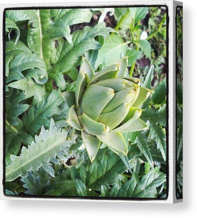 Artichoke Canvas Print featuring the photograph Baby Artichoke On A First Year Plant by Julie Van der Wekken