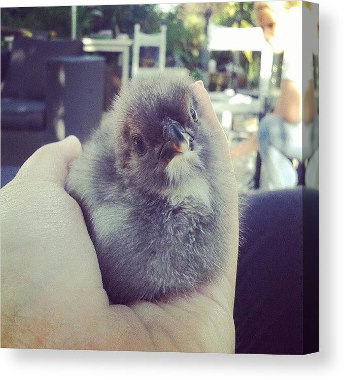 Poultry Canvas Print featuring the photograph Baby Chick Born :3 #chick #chicken by Eline Van Dijk