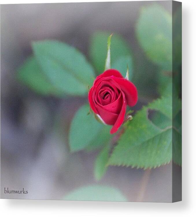 90likes Canvas Print featuring the photograph Baby Red by Matthew Blum