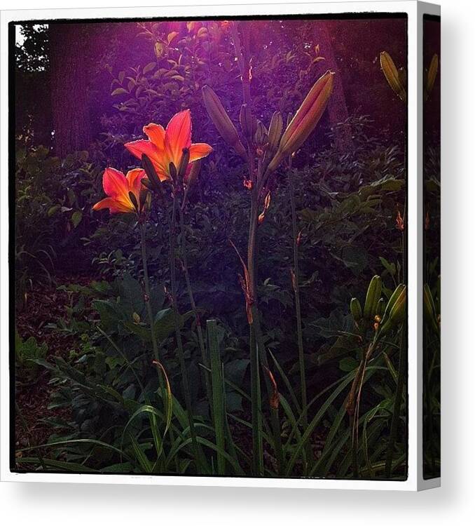Garden Canvas Print featuring the photograph Backlit Day Lilies by Paul Cutright