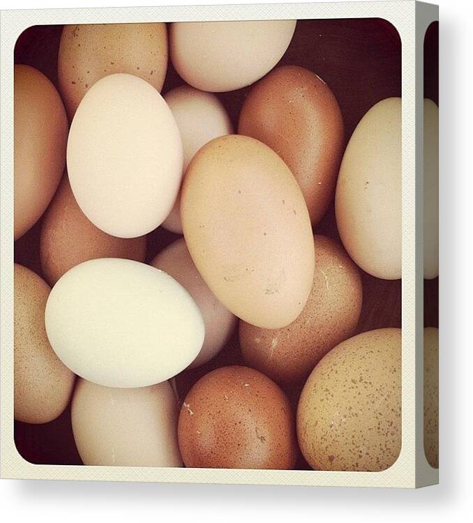 Backyard Eggs Canvas Print featuring the photograph Backyard Eggs by Julie Van der Wekken