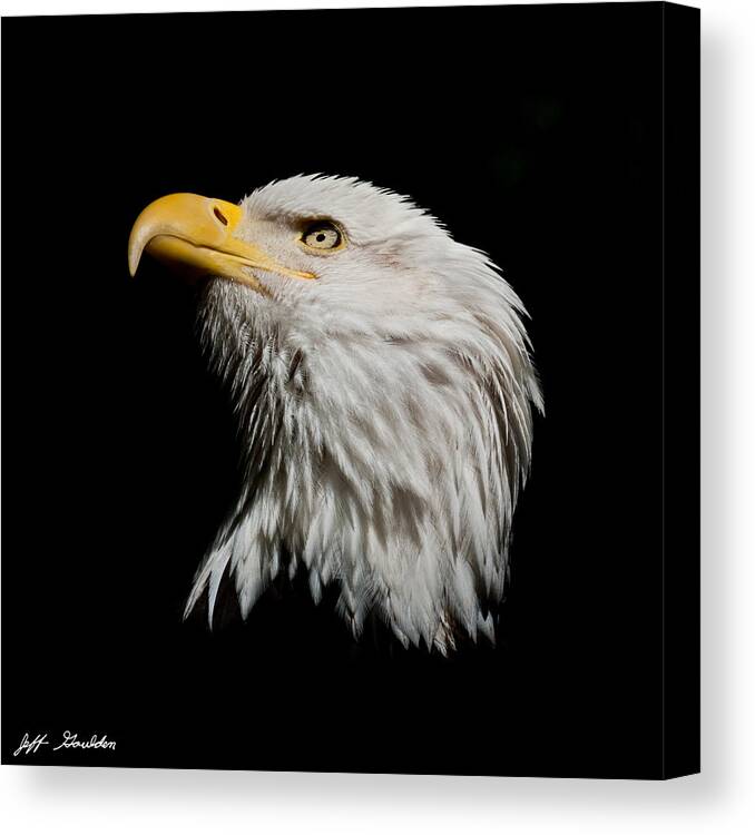 Adult Canvas Print featuring the photograph Bald Eagle Looking Skyward by Jeff Goulden