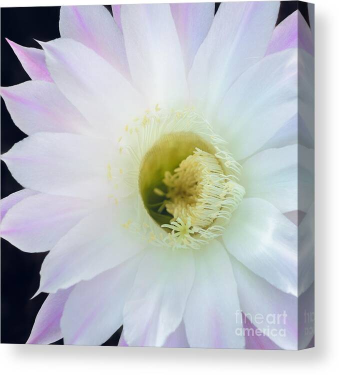 Pink Cactus Flower Canvas Print featuring the photograph Barely Pink II by Tamara Becker