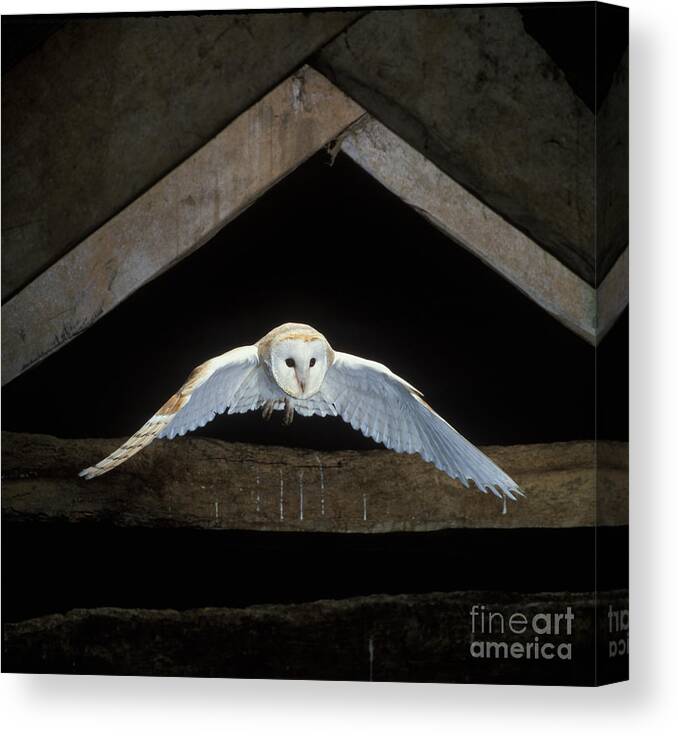 Animal Canvas Print featuring the photograph Barn Owl by David Hosking