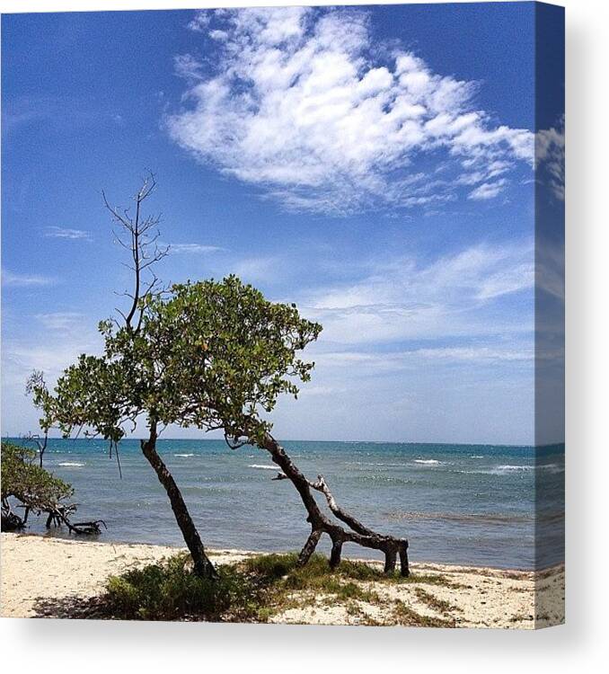 Beautiful Canvas Print featuring the photograph #beach #beachporn #sand#trees #clouds by Ivelaida Rivera