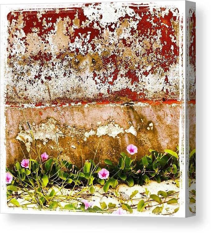  Canvas Print featuring the photograph Beach Flowers by Lorelle Phoenix