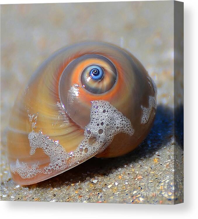 Shell Canvas Print featuring the photograph Beach Jewel by Kathy Baccari
