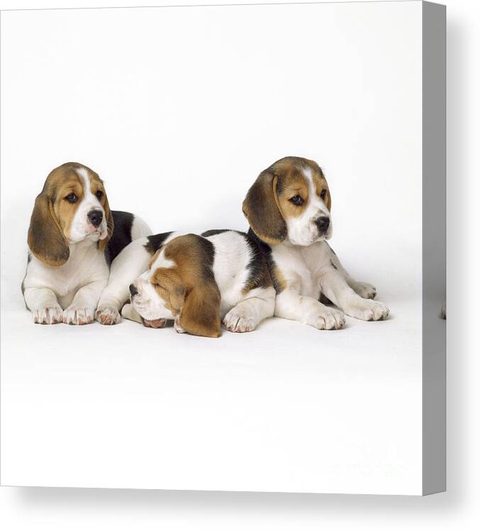 Beagle Canvas Print featuring the photograph Beagle Puppies, Row Of Three, Second by John Daniels