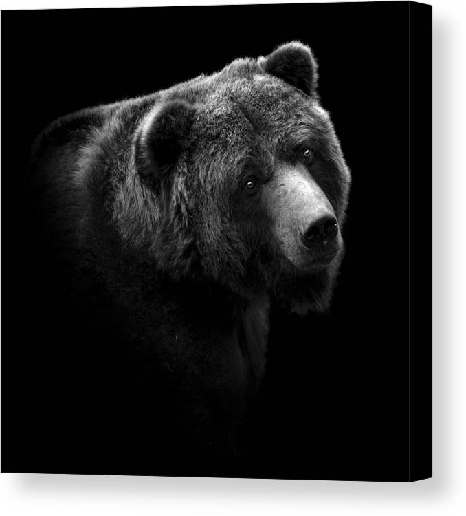Bear Canvas Print featuring the photograph Portrait of Bear in black and white by Lukas Holas