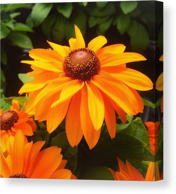 Beautiful Canvas Print featuring the photograph Beautiful Flower #iphone5 #instagram by Scott Pellegrin