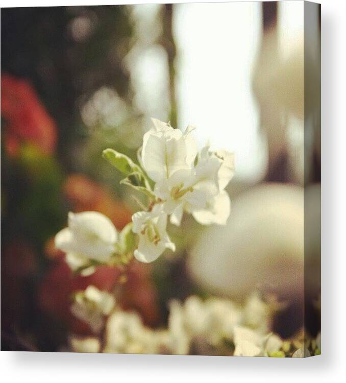 Beautiful Canvas Print featuring the photograph #beautiful #flower #plants #florist by Tan Culiang