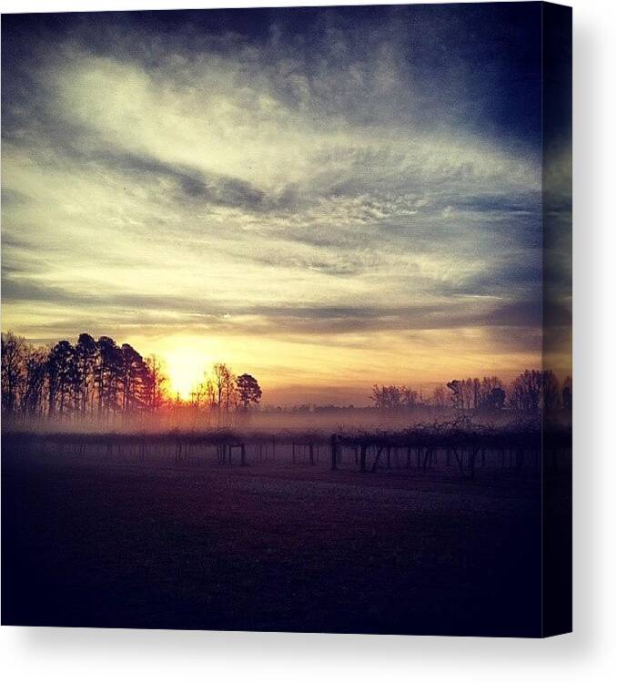 Vineyard Canvas Print featuring the photograph Beautiful Foggy Morning! #fog by Chris Morgan