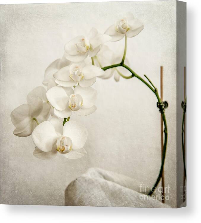1x1 Canvas Print featuring the photograph Beautiful white orchid II by Hannes Cmarits