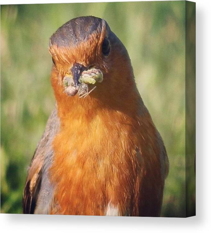 Outside Canvas Print featuring the photograph Beauty So Close #robin #sierra #outside by Unique Louise