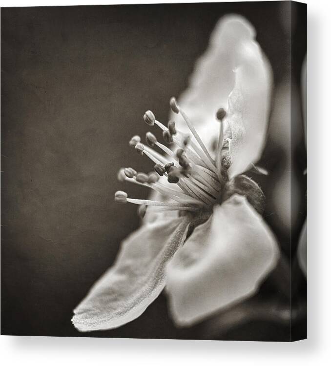 Plum Blossom Canvas Print featuring the photograph Beauty Vanishes by Caitlyn Grasso