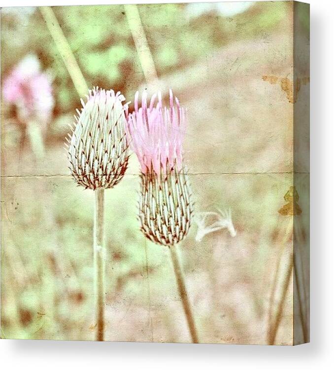 Beautiful Canvas Print featuring the photograph beauty's A Doubtful Good, A Glass, A by Melinda Ledsome