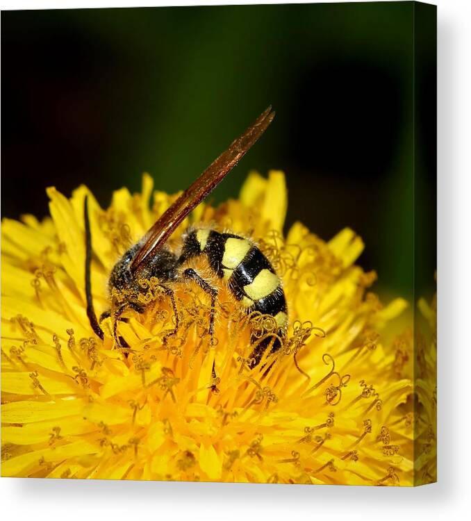 Bee Canvas Print featuring the photograph Bee Diving In Yellow Dandelion Flower by Tracie Schiebel