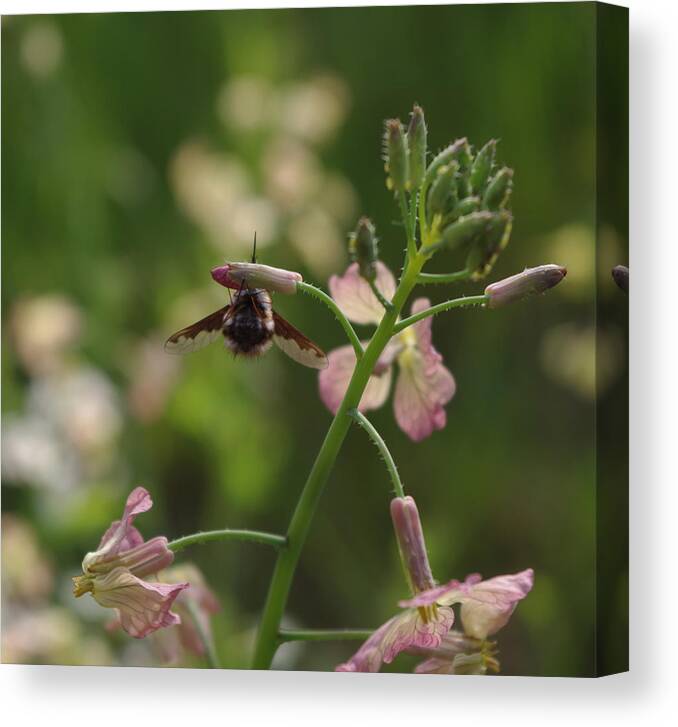 Beefly Canvas Print featuring the photograph Pink Mustard flower by Adria Trail