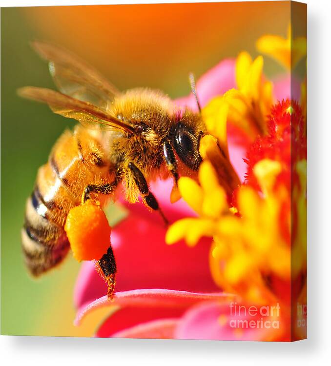 Photography Canvas Print featuring the photograph Bee Laden with Pollen 2 by Kaye Menner by Kaye Menner