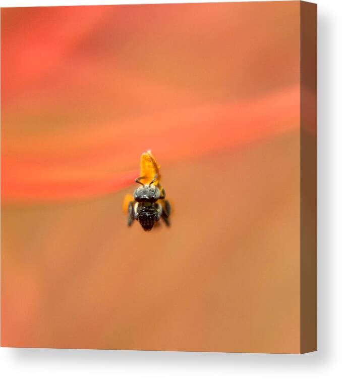 Bee Canvas Print featuring the photograph Bee On Flower Anther by Ramabhadran Thirupattur
