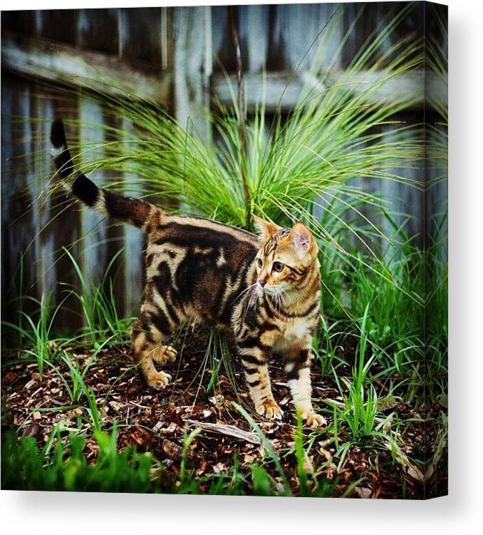 7d Canvas Print featuring the photograph #bengal #kitten #cat #catsofinstagram by Lana Houlihan