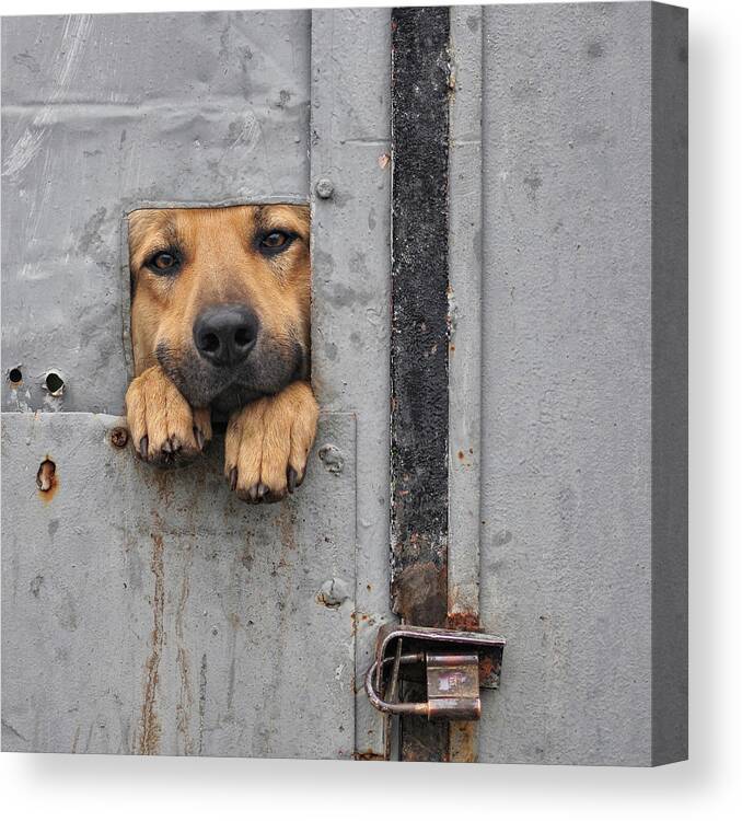 Dog Canvas Print featuring the photograph Benji\'s Window II by Knartist