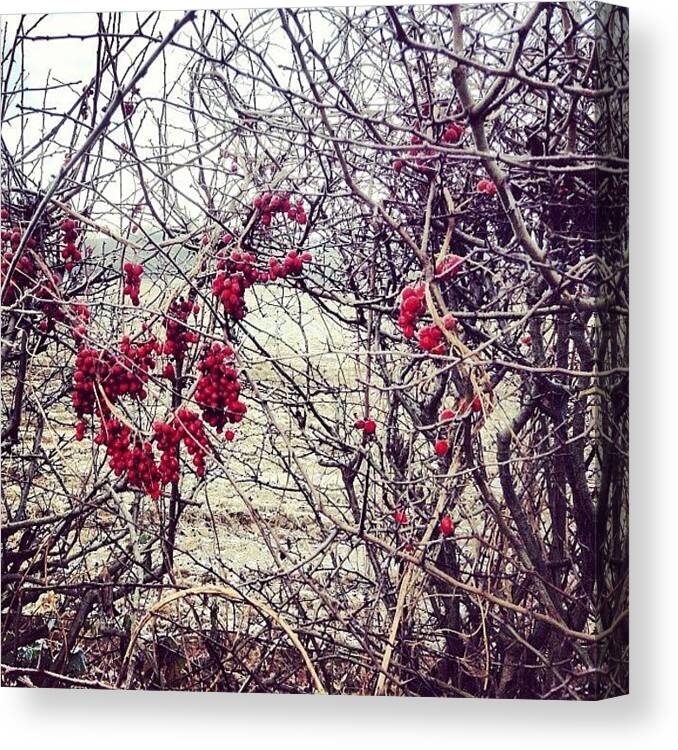 Hedge Canvas Print featuring the photograph Berries In The Hedgerow by Nic Squirrell