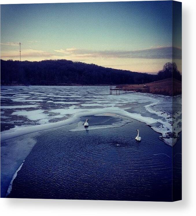 Iowa Canvas Print featuring the photograph Swan Lake by Zach Steele