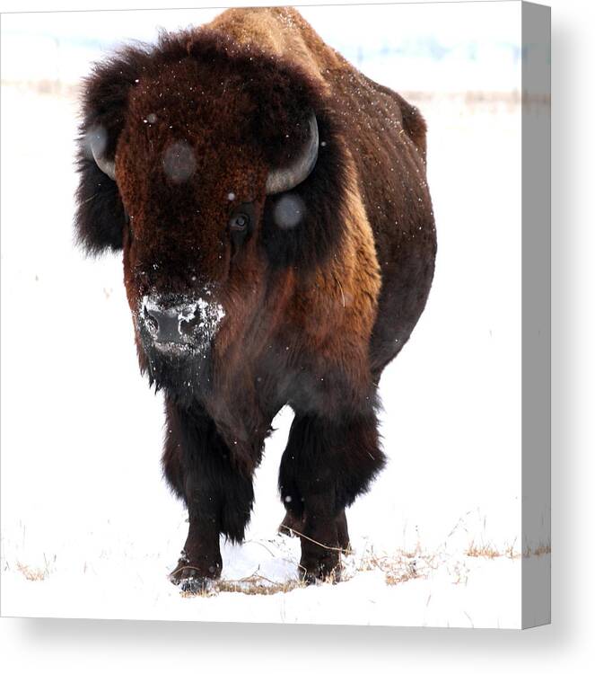 Animals Canvas Print featuring the photograph Big Daddy by Larry Trupp