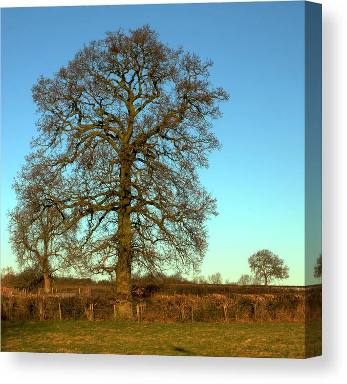 Big Tree Canvas Print featuring the photograph Big Old Tree by Jeremy Hayden