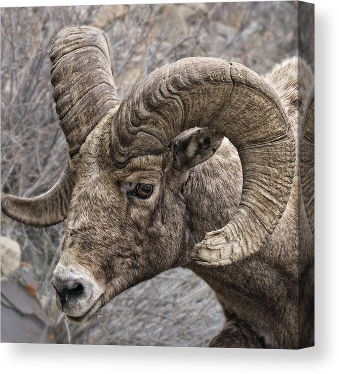 Sheep Canvas Print featuring the photograph Bighorn Sheep Portrait by Betty Depee