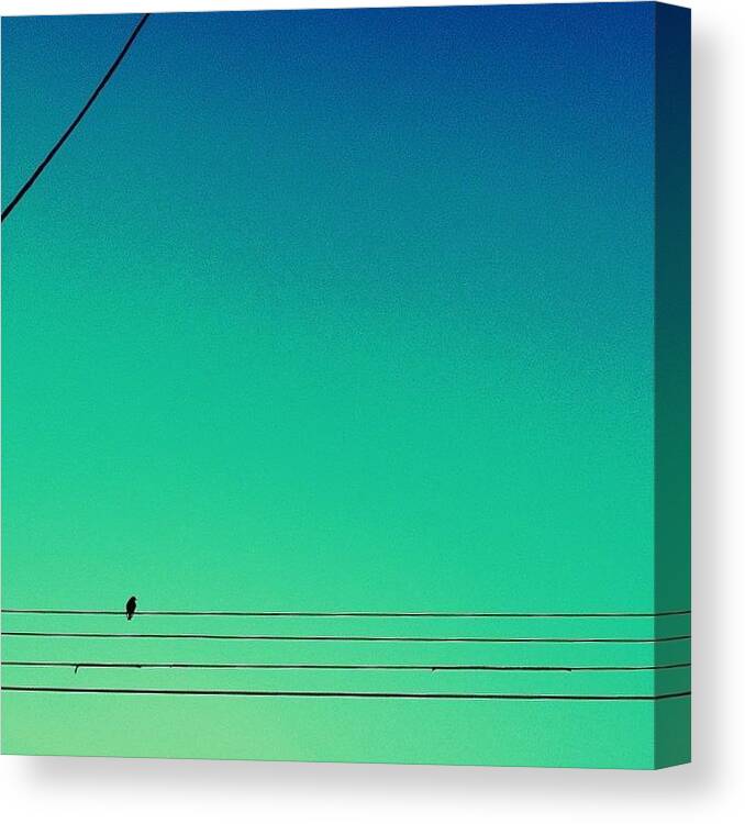 Bird Canvas Print featuring the photograph Bird on a Wire by Merideth Bray