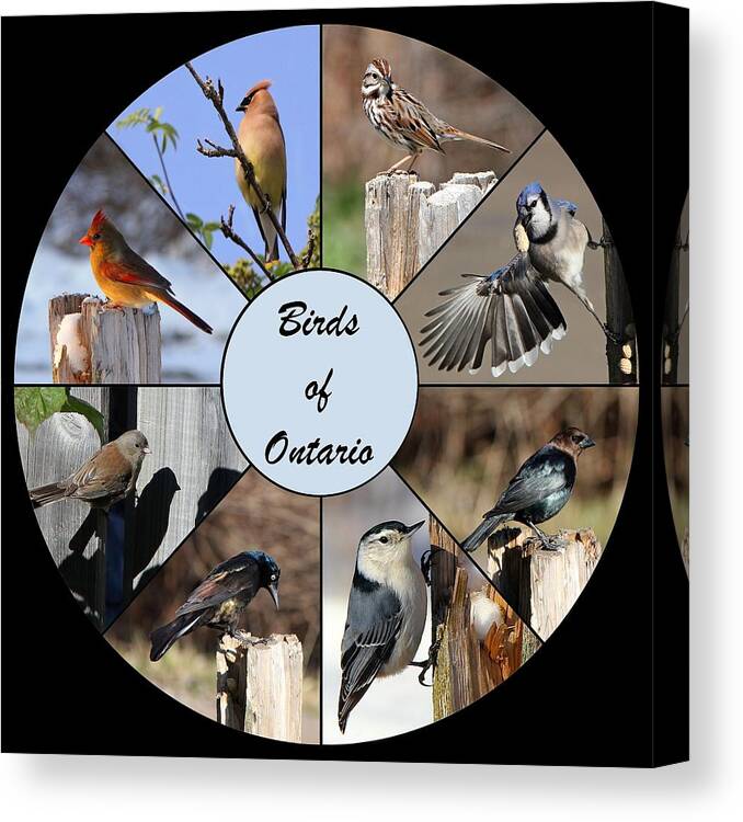 Birds Canvas Print featuring the photograph Birds of Ontario by Davandra Cribbie