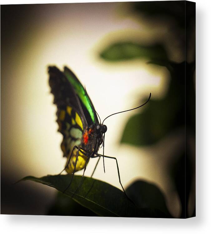 Florida Canvas Print featuring the photograph Birdwing Butterfly by Bradley R Youngberg