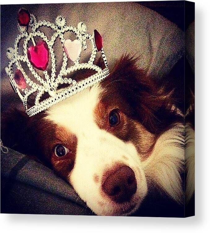 Dog Canvas Print featuring the photograph Queen Bean by Lily Bean