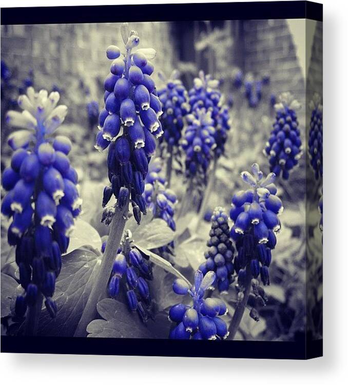 Flower Canvas Print featuring the photograph Black And White And Blue by Peter Bromfield